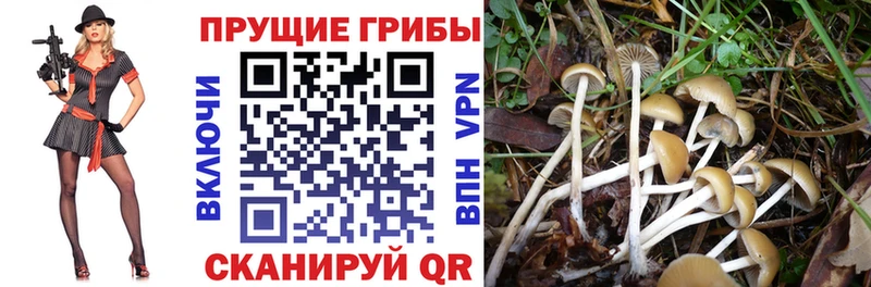 Псилоцибиновые грибы мицелий Игарка